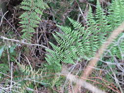 Image de Adiantopsis chlorophylla (Sw.) Fée