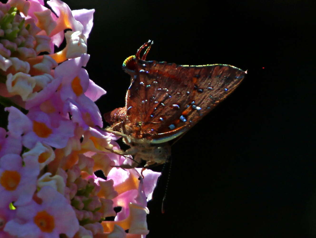 Image of Axiocerses tjoane tjoane