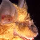 Image of Sakeji Horseshoe Bat