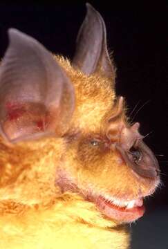 Image de Rhinolophus sakejiensis Cotterill 2002