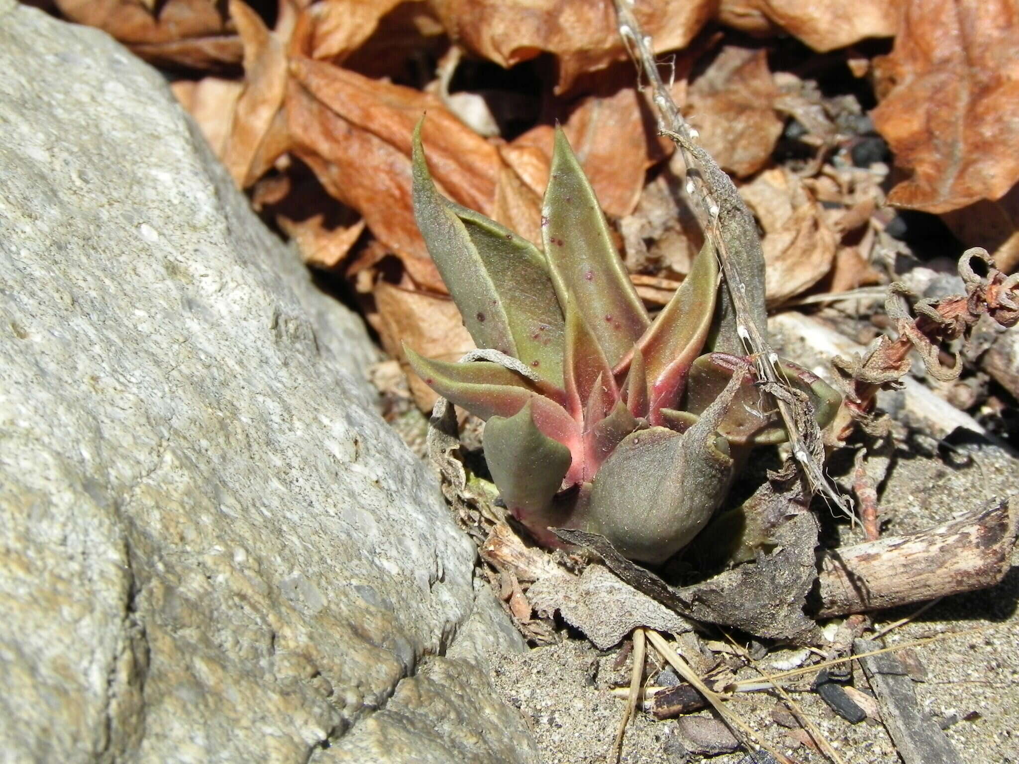 Image of San Gabriel River dudleya