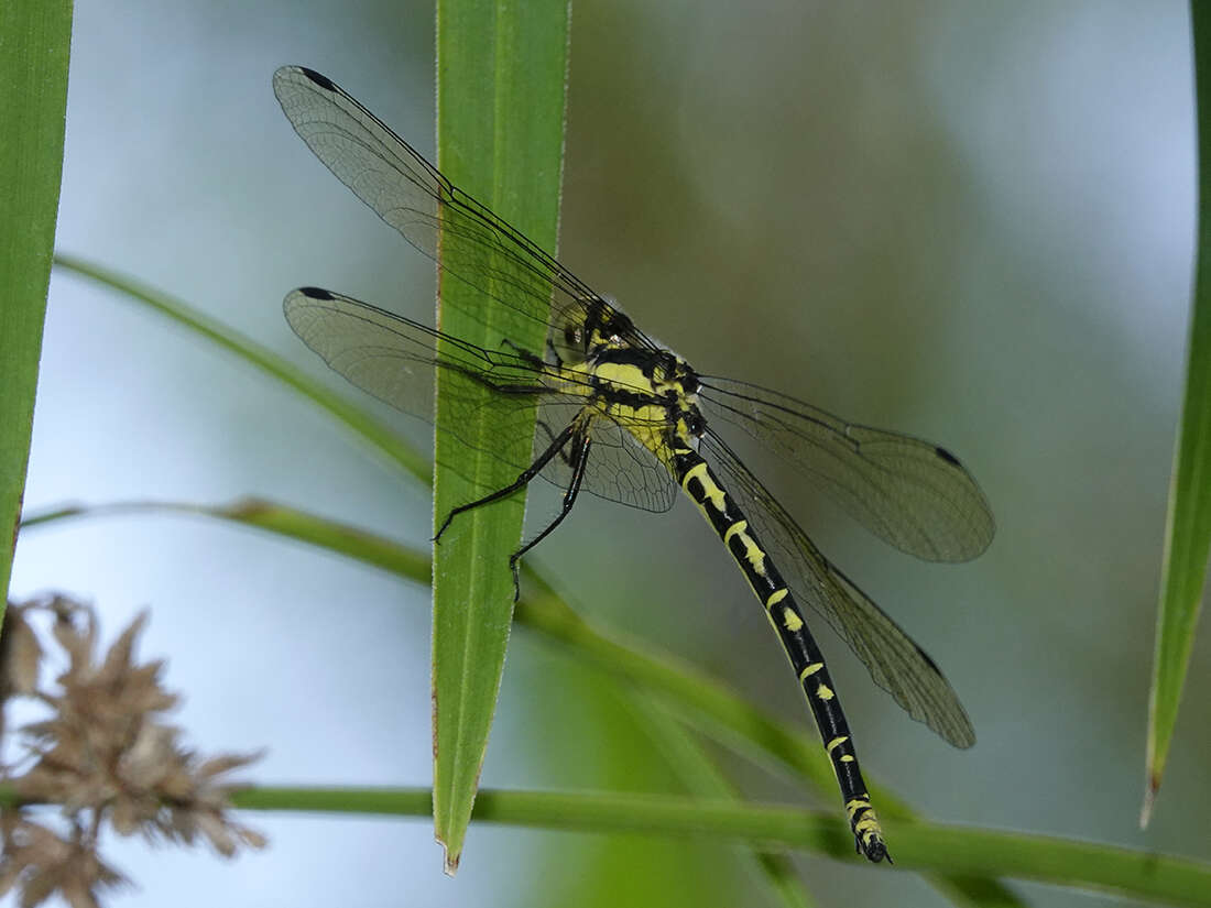 Image of Choristhemis Tillyard 1910