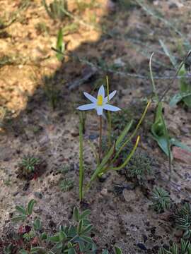 Image of Pauridia serrata subsp. albiflora (Nel) Snijman & Kocyan