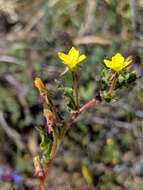 Image of Santa Cruz Island suncup