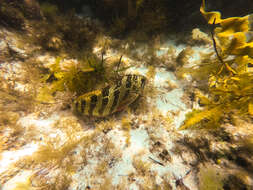 Image of Redlip morwong