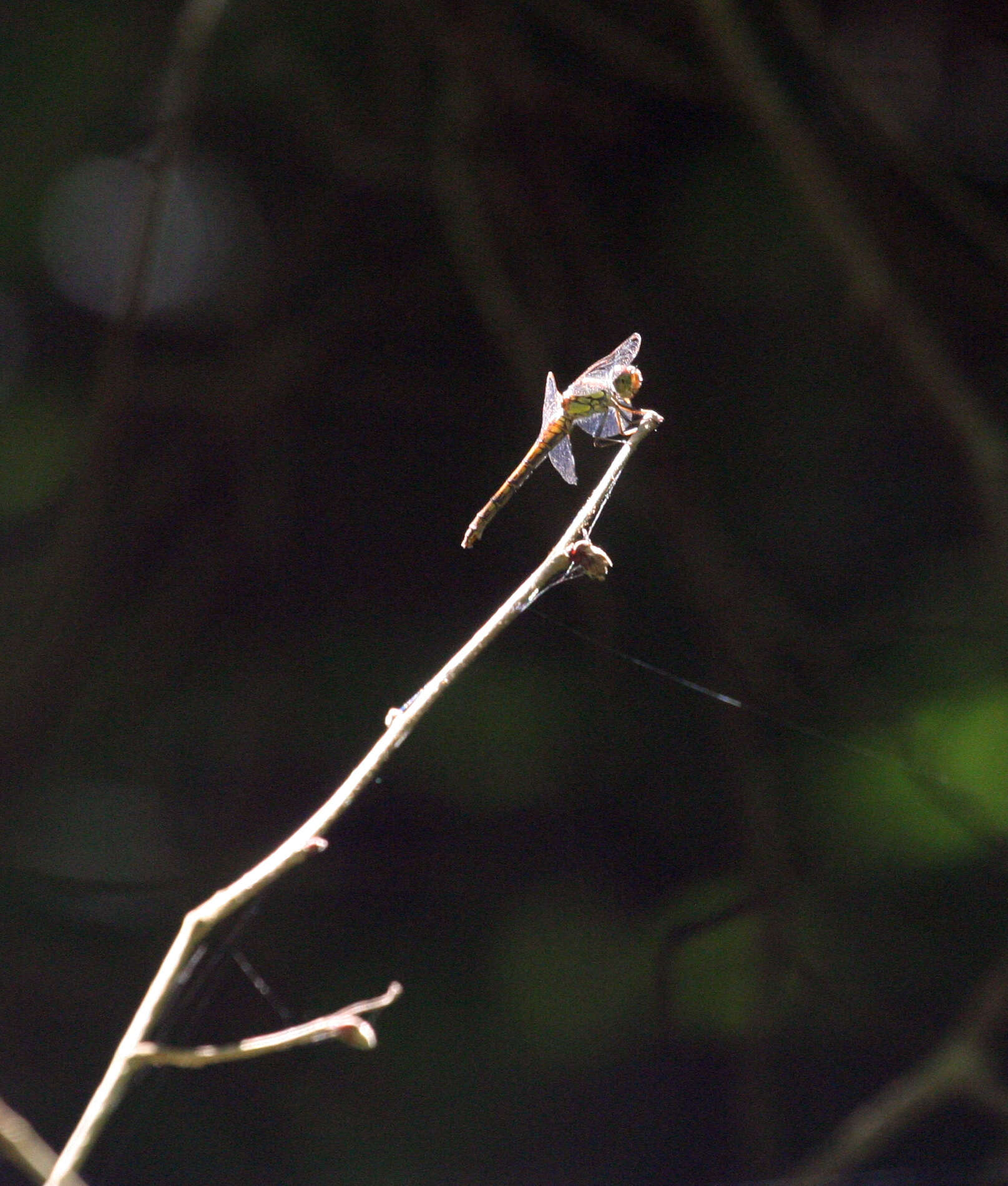 Image of <i>Sympetrum <i>striolatum</i></i> striolatum