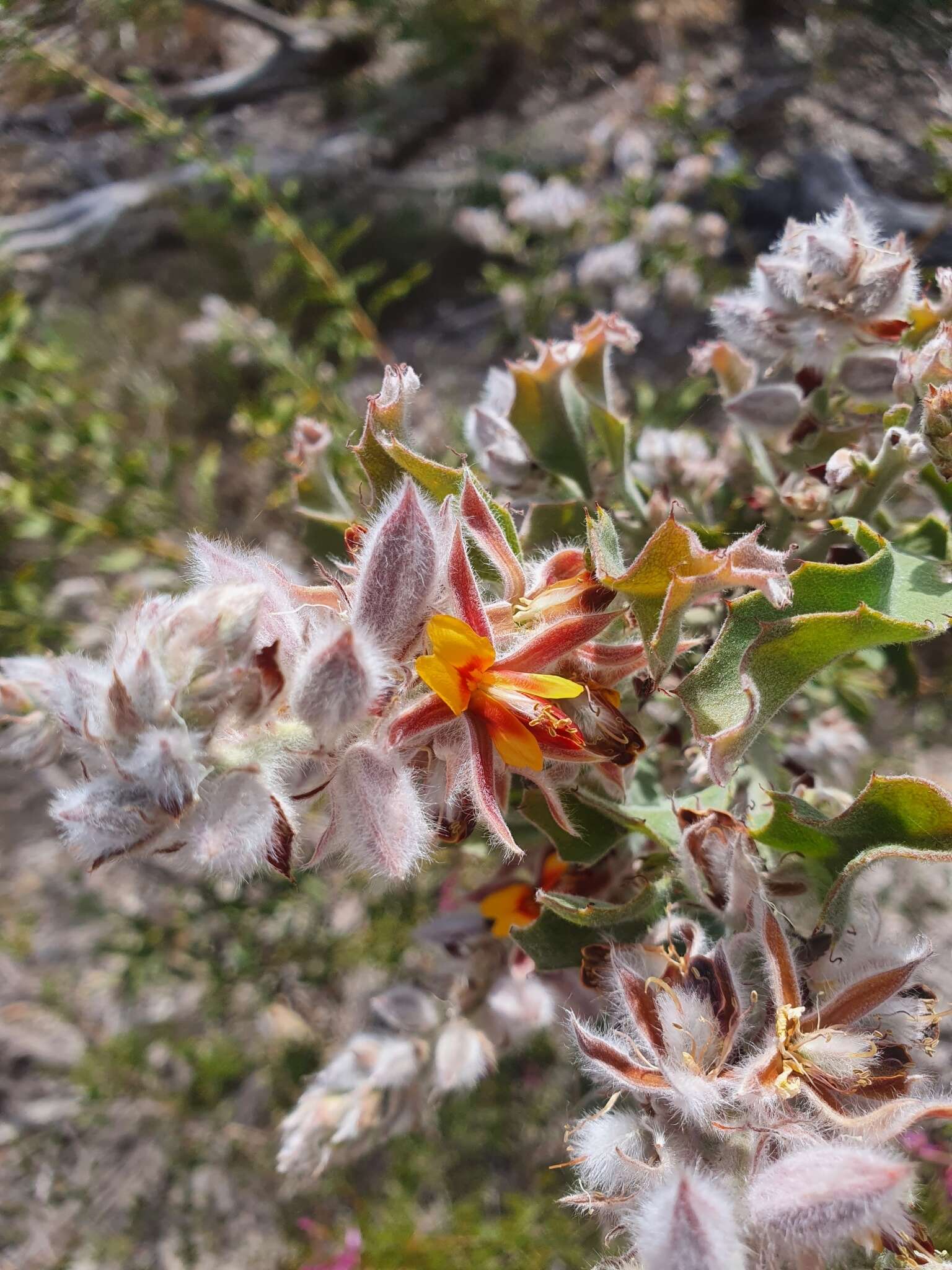 Image of Jacksonia floribunda Endl.