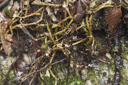 Image of Asarum europaeum subsp. caucasicum (Duchartre) Soo