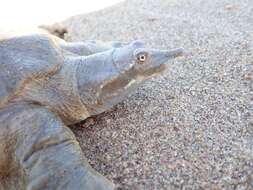 Image of Smooth Softshell Turtle