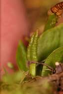 Imagem de Ophioglossum crotalophoroides Walter