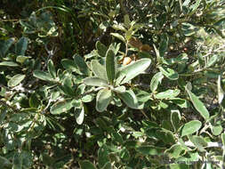 Image of Quercus microphylla Née