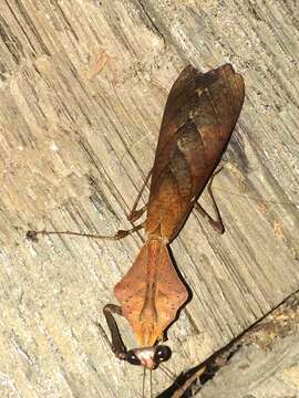 Image of Malaysian dead leaf mantis