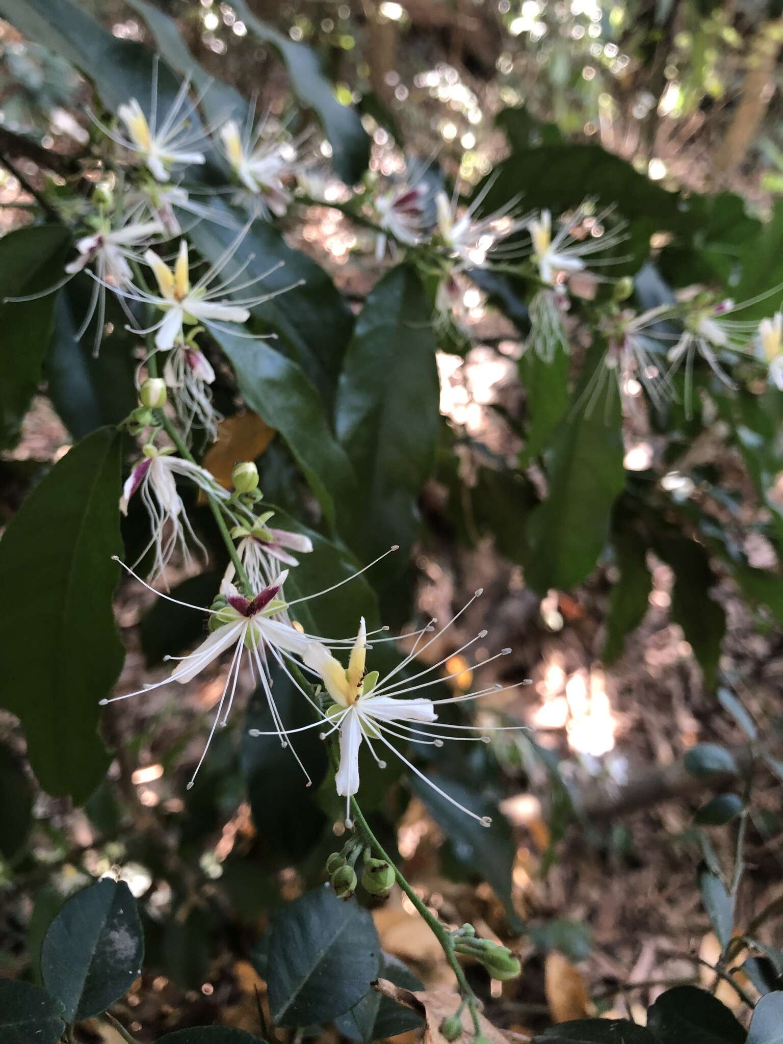 Слика од Capparis micracantha DC.