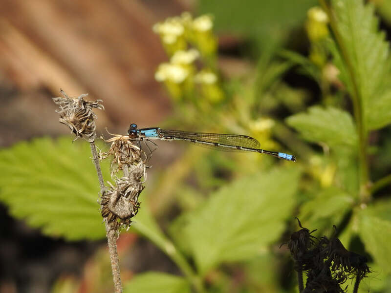 Sivun Oxyagrion ablutum (Calvert 1909) kuva