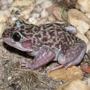 Image of Woodworker Frog