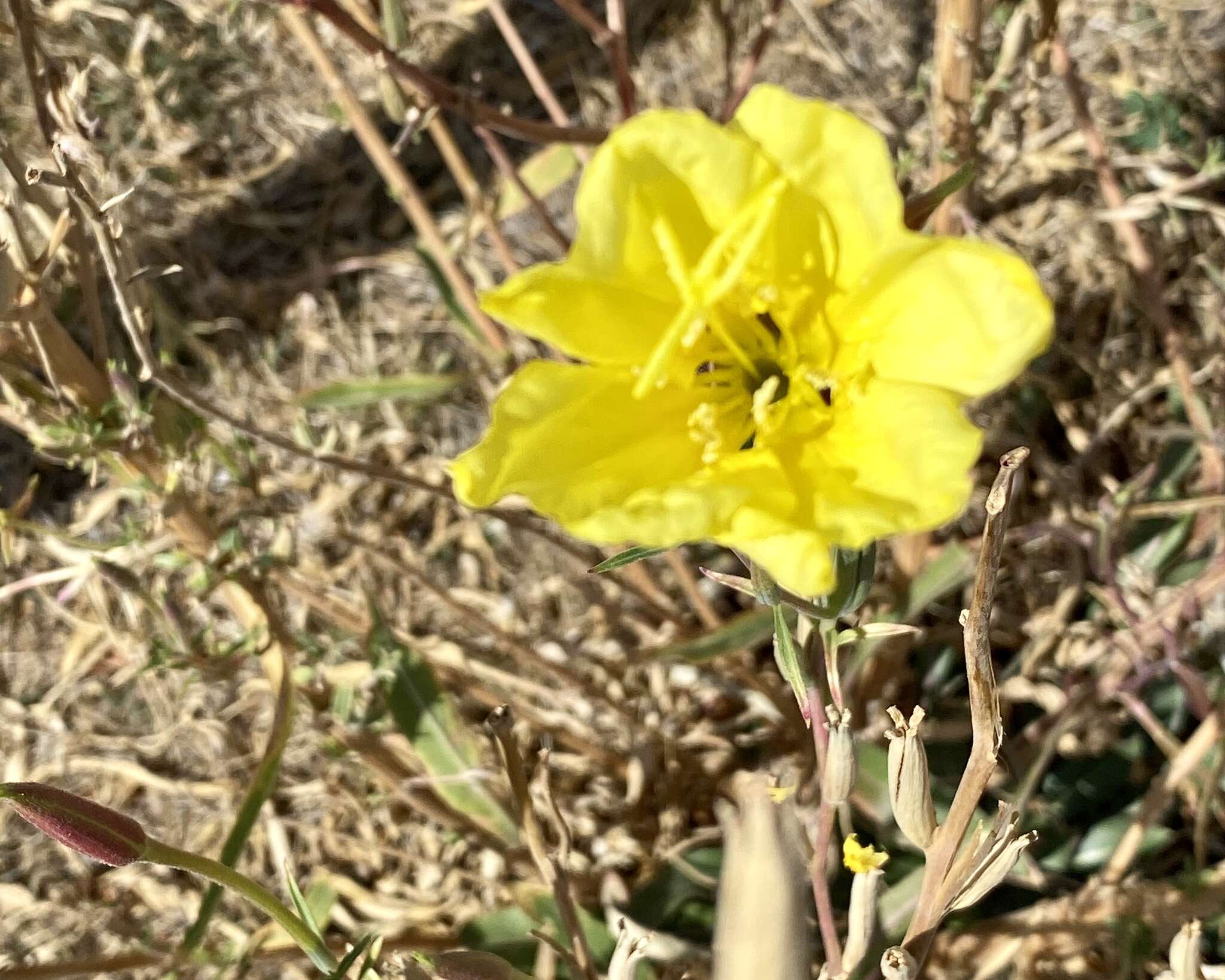 Image of longstem evening primrose