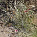 Image of Pelargonium griseum Knuth