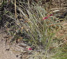 Image of Pelargonium griseum Knuth