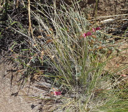 Image of Dassie Buchu