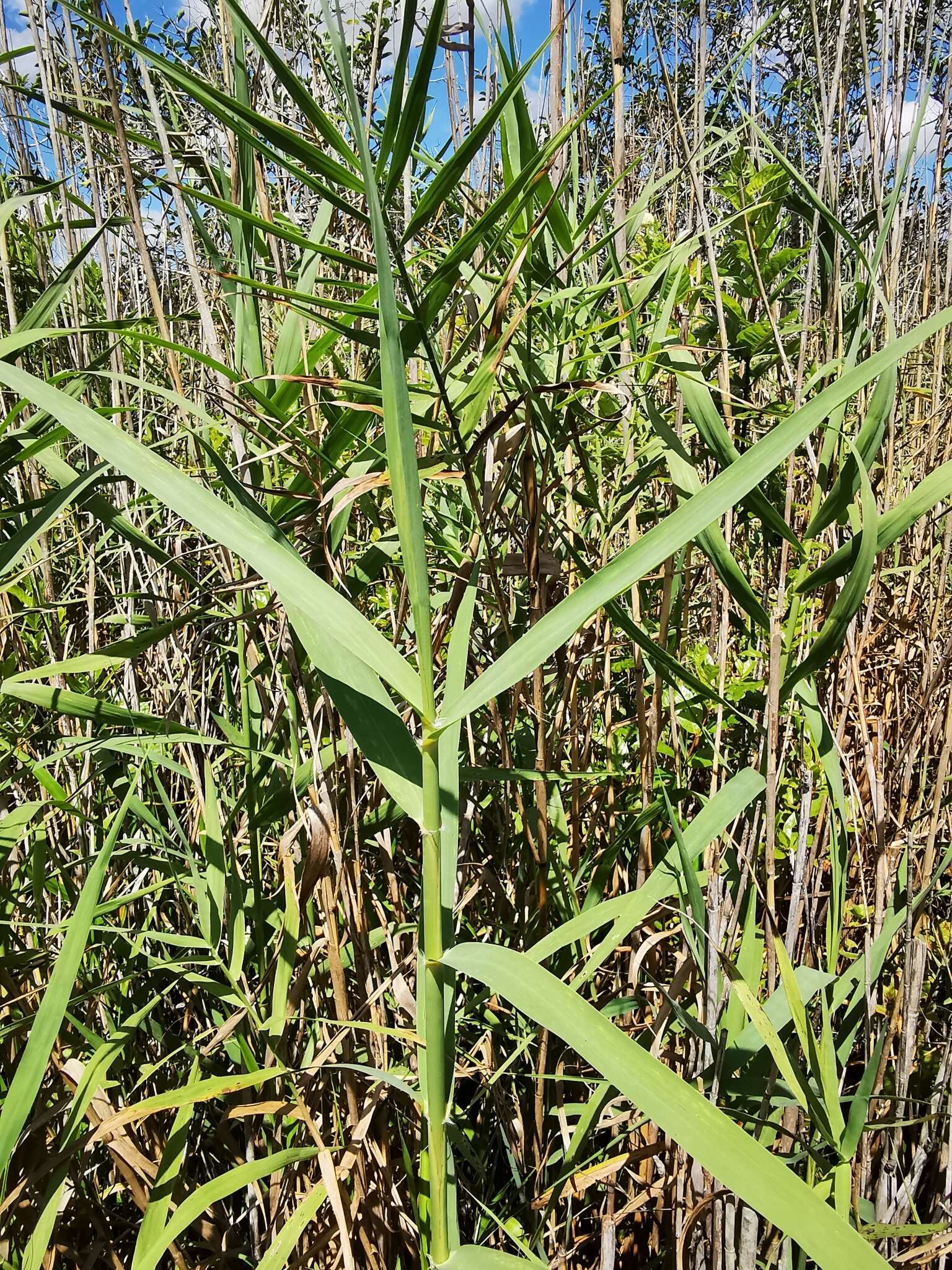 Слика од Phragmites australis subsp. berlandieri (E. Fourn.) Saltonst. & Hauber