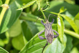 Image of Schroederia feana (Distant 1902)