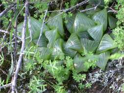 Слика од Haworthia retusa (L.) Duval