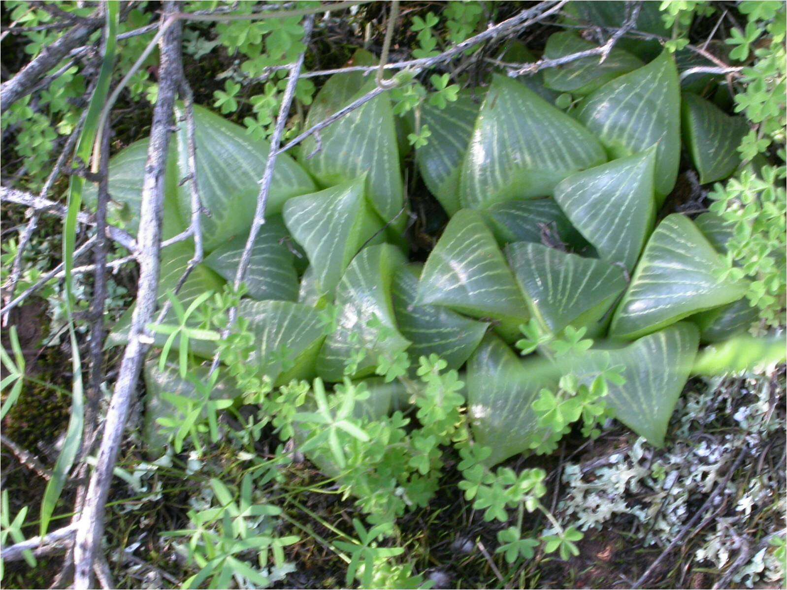 Слика од Haworthia retusa (L.) Duval