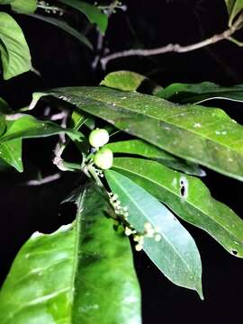 Image of Codiaeum variegatum var. variegatum