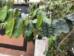 Image of star apple