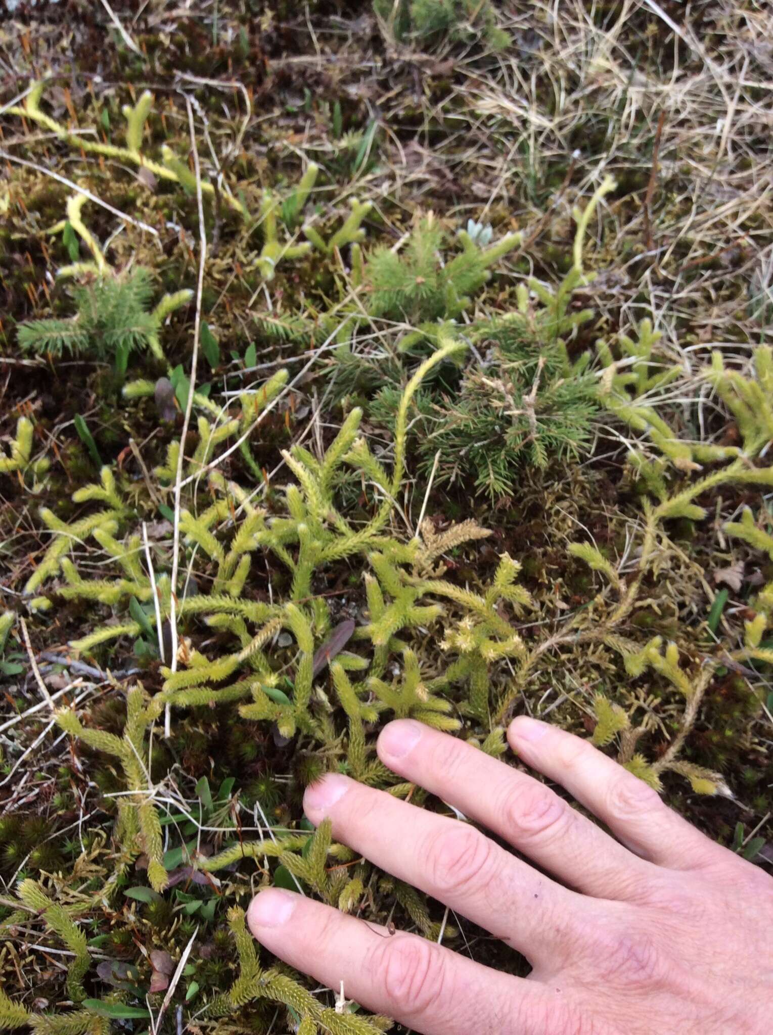 Image of Stag's-horn Clubmoss