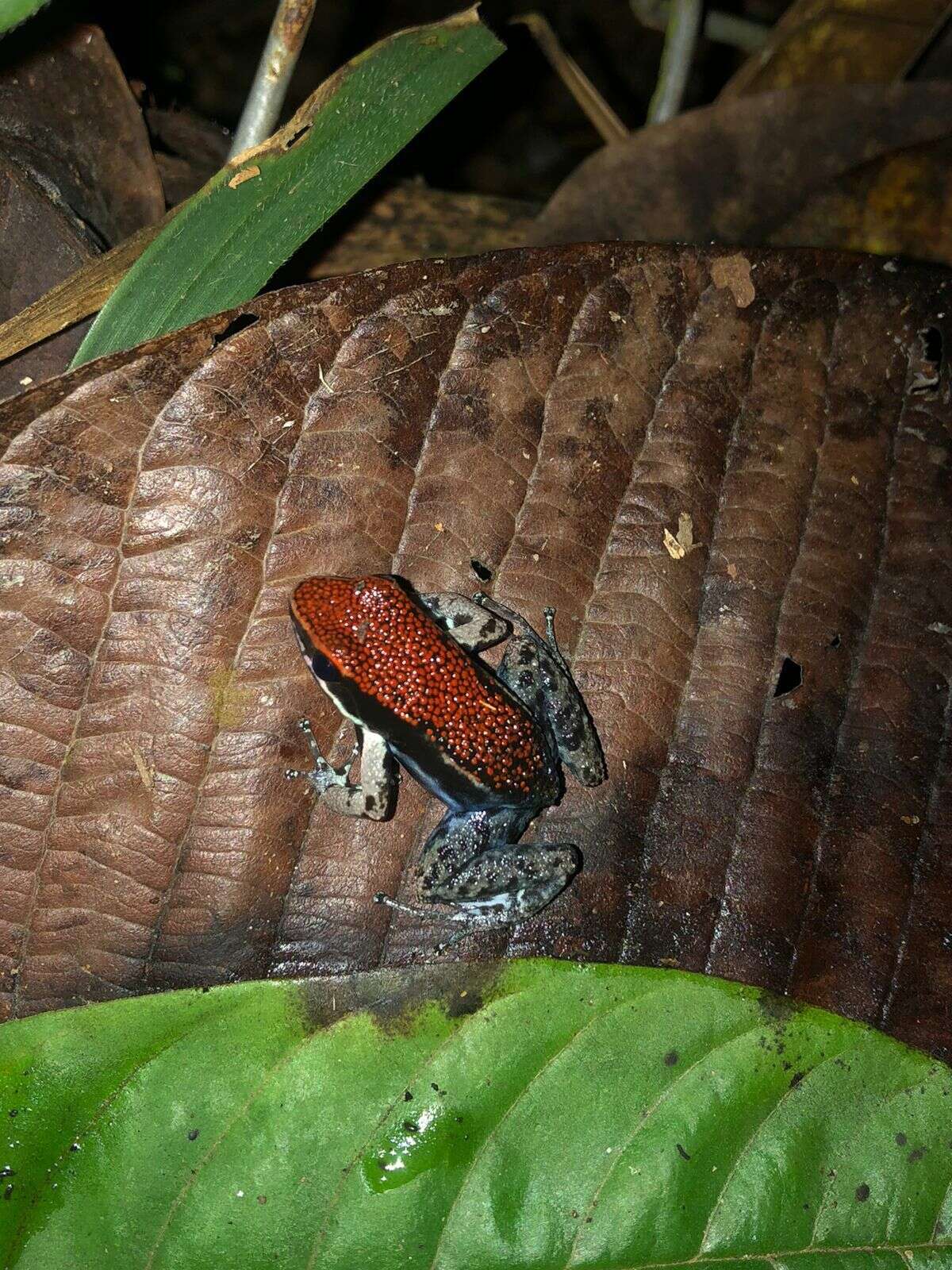 Image of Sanguine Poison Frog