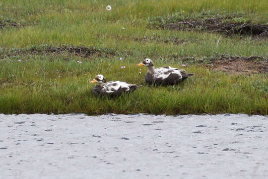 Image de Eider à lunettes