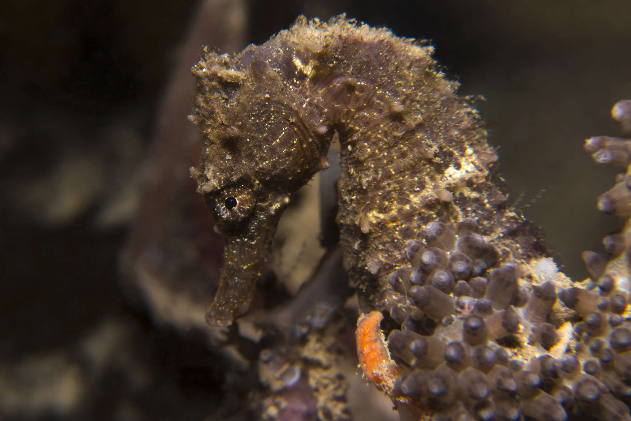 Image of Common seahorse