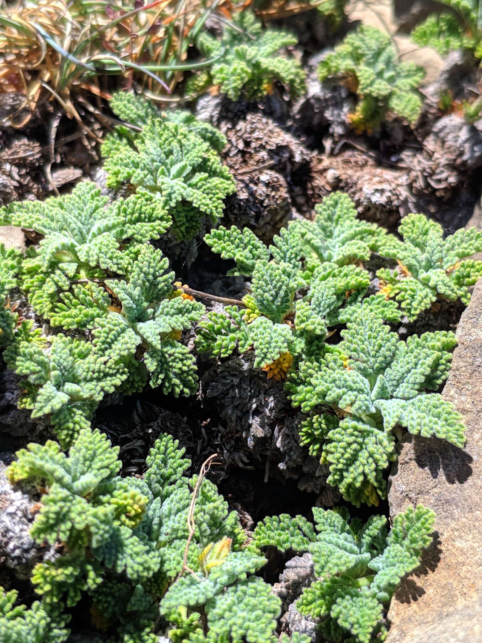 Image of Erodium celtibericum Pau