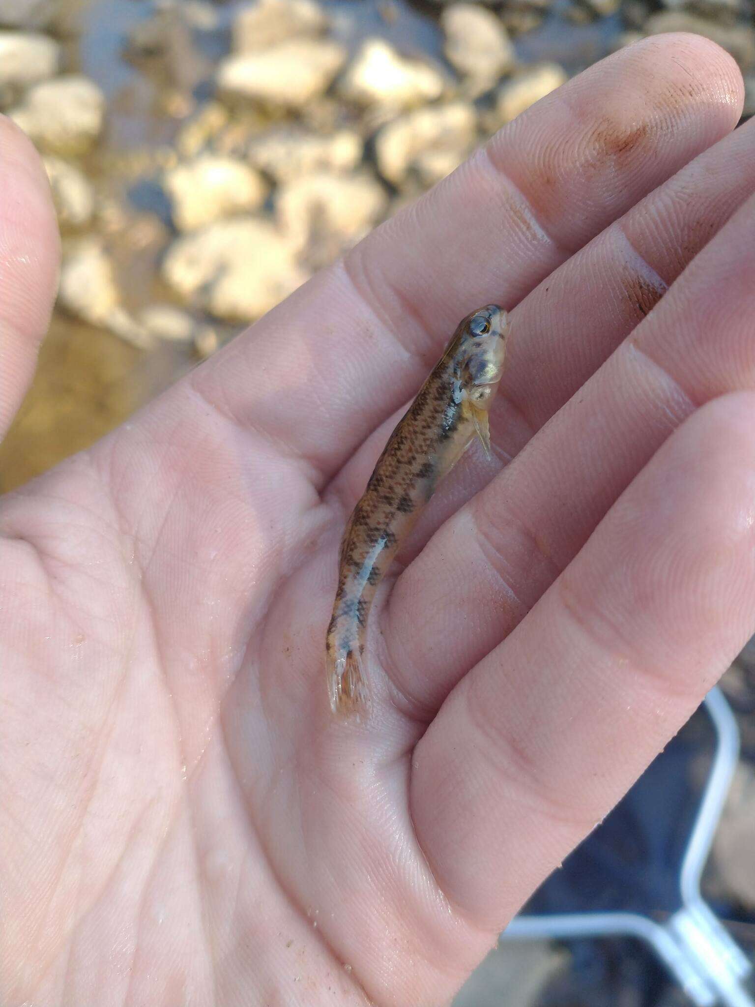 Image of Tombigbee darter