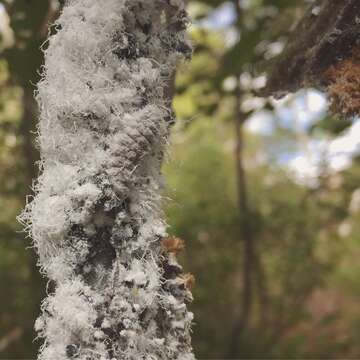 Image of Woolly Alder Aphid