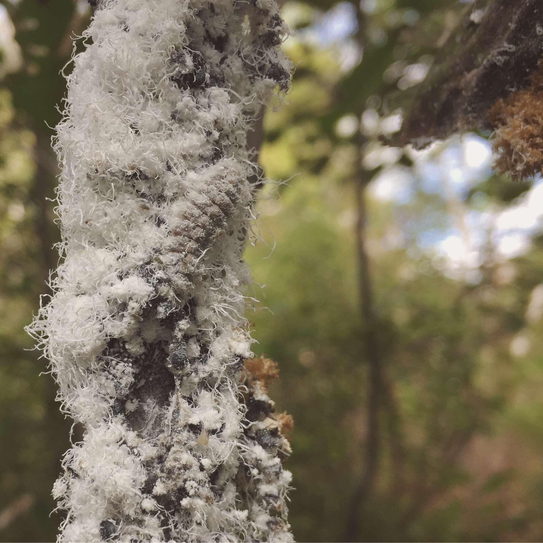 Image of Woolly Alder Aphid