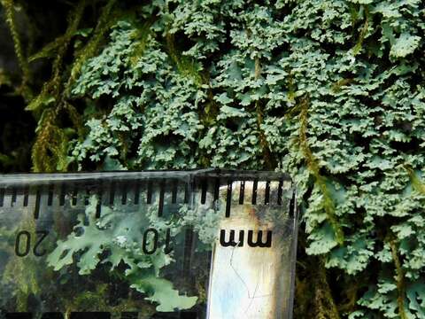 Image of Casarett's shield lichen