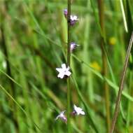 Image de Verbena gracilescens (Cham.) Herter