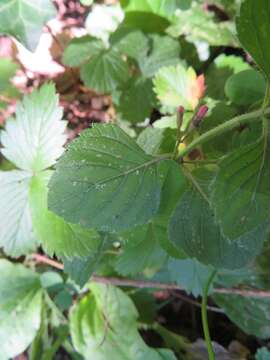 Clinopodium menthifolium subsp. menthifolium resmi