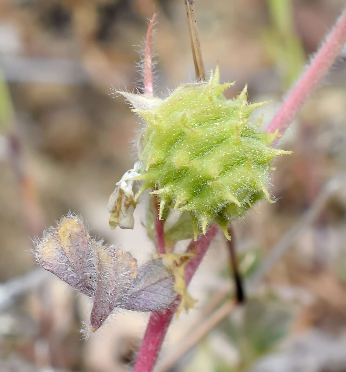 Image of Tifton burclover