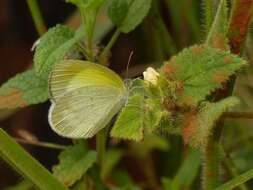 Image of Eurema elathea (Cramer (1777))