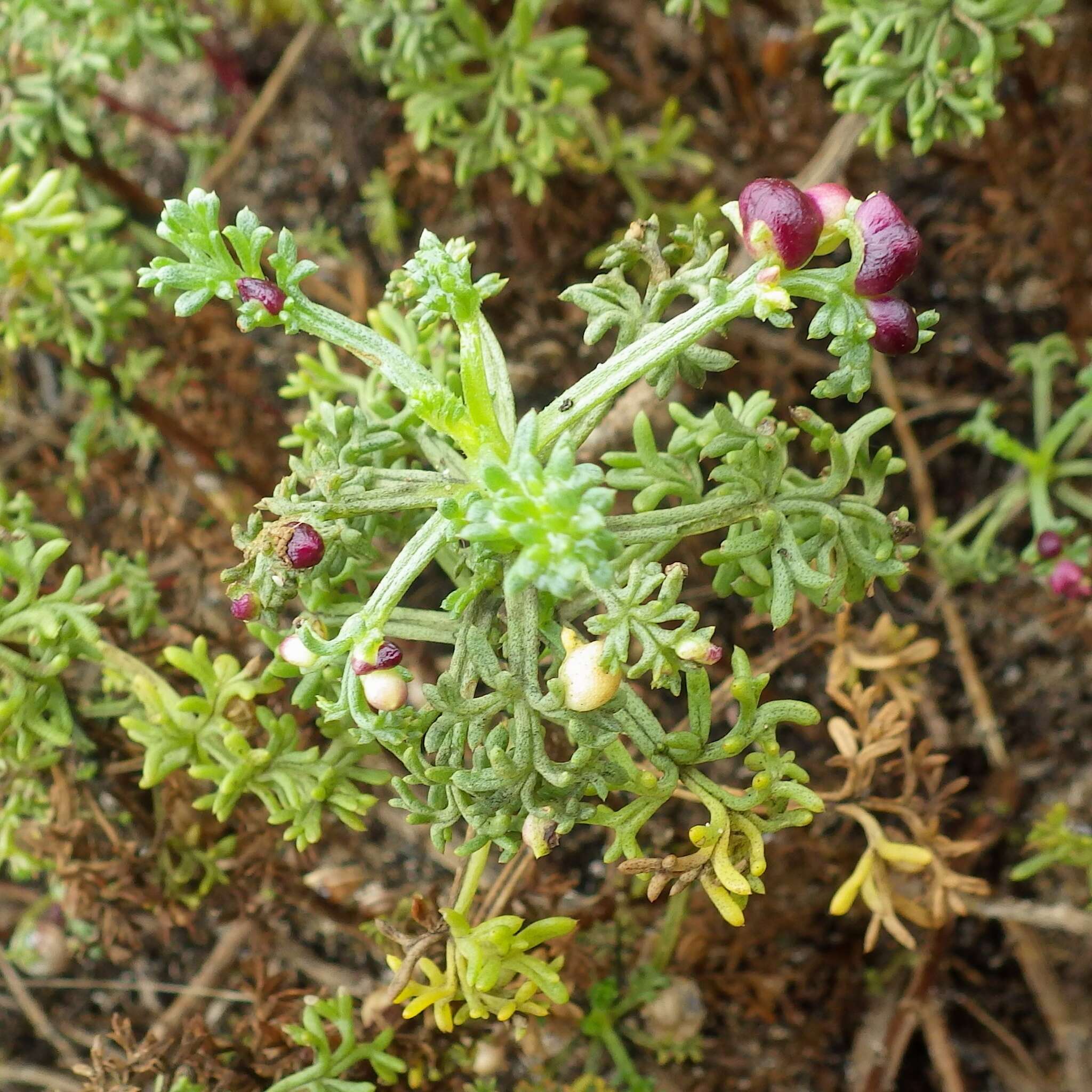 Imagem de Artemisia campestris subsp. maritima (DC.) Arcang.