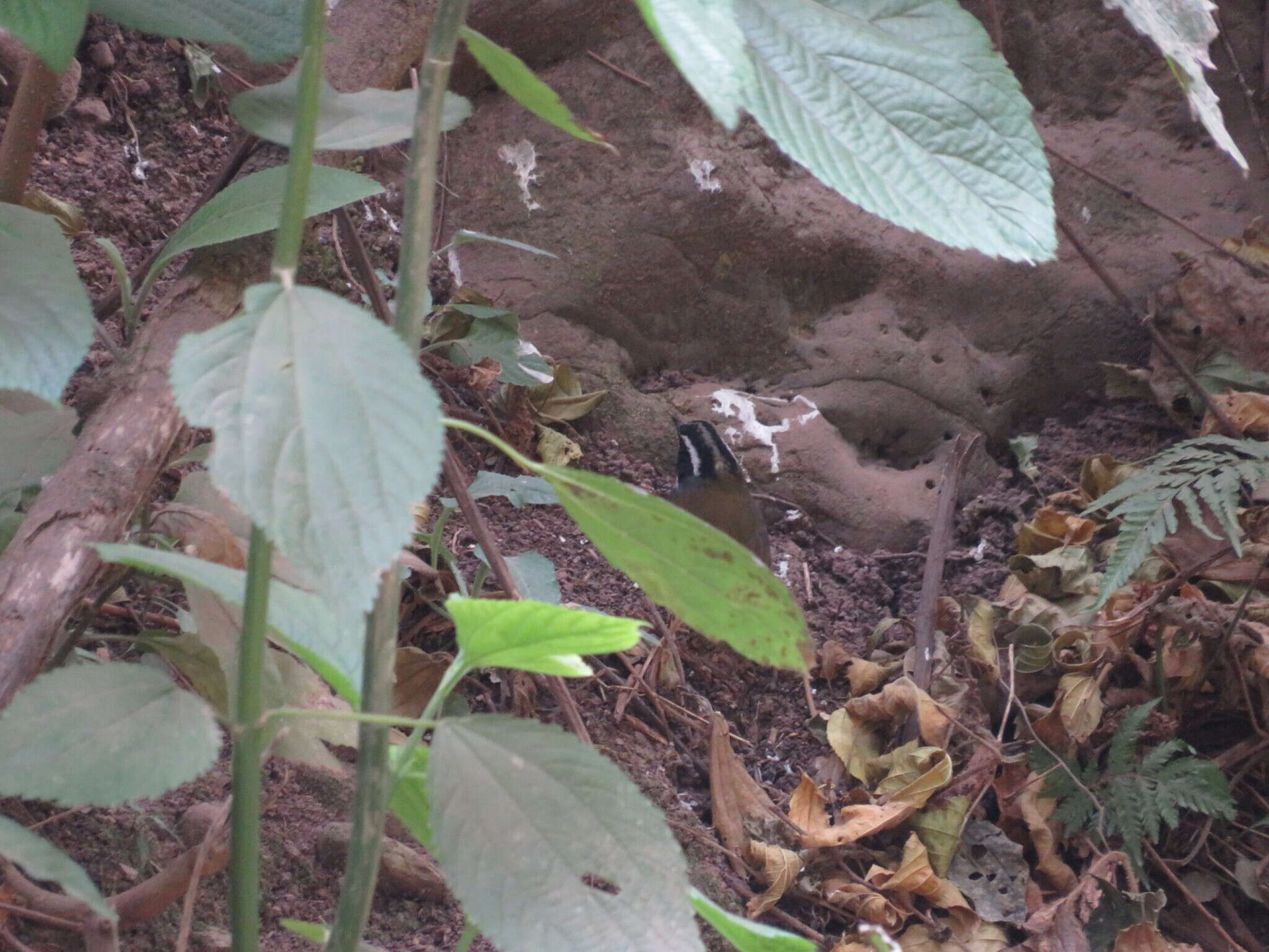 Image of Stripe-headed Brush Finch