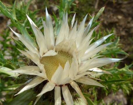 Слика од Carlina acaulis subsp. caulescens (Lam.) Schübl. & G. Martens