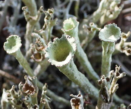 Image of deformed cup lichen