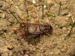 Image of Eugryllodes escalerae (Bolívar & I. 1894)