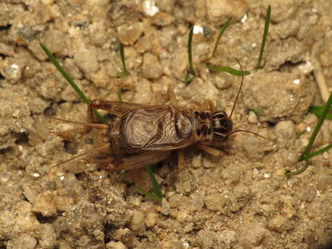 صورة Eugryllodes escalerae (Bolívar & I. 1894)