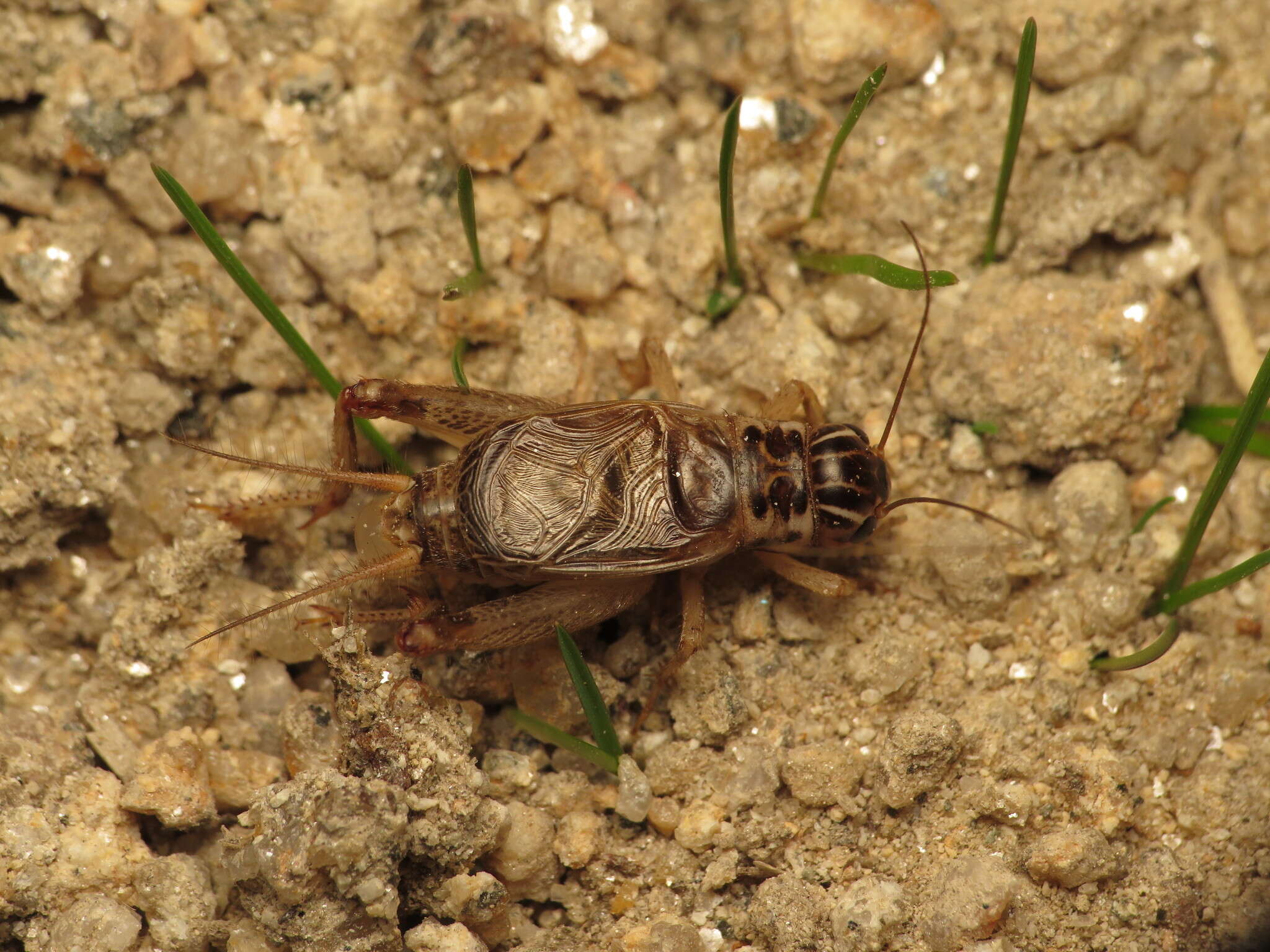 Image of Eugryllodes escalerae (Bolívar & I. 1894)