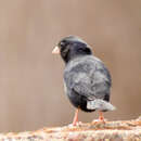 Image of Jos Plateau Indigobird